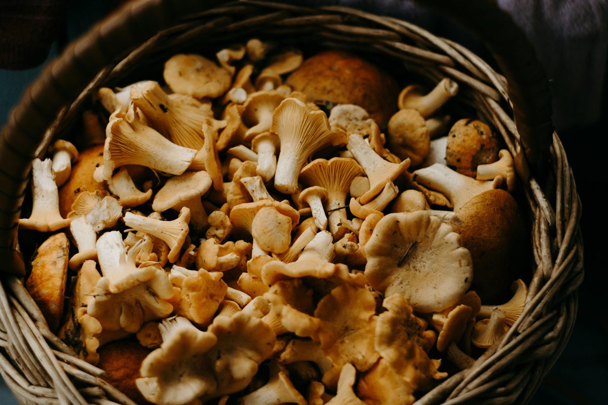 A basket of gathered mushrooms arranged outdoors in natural light