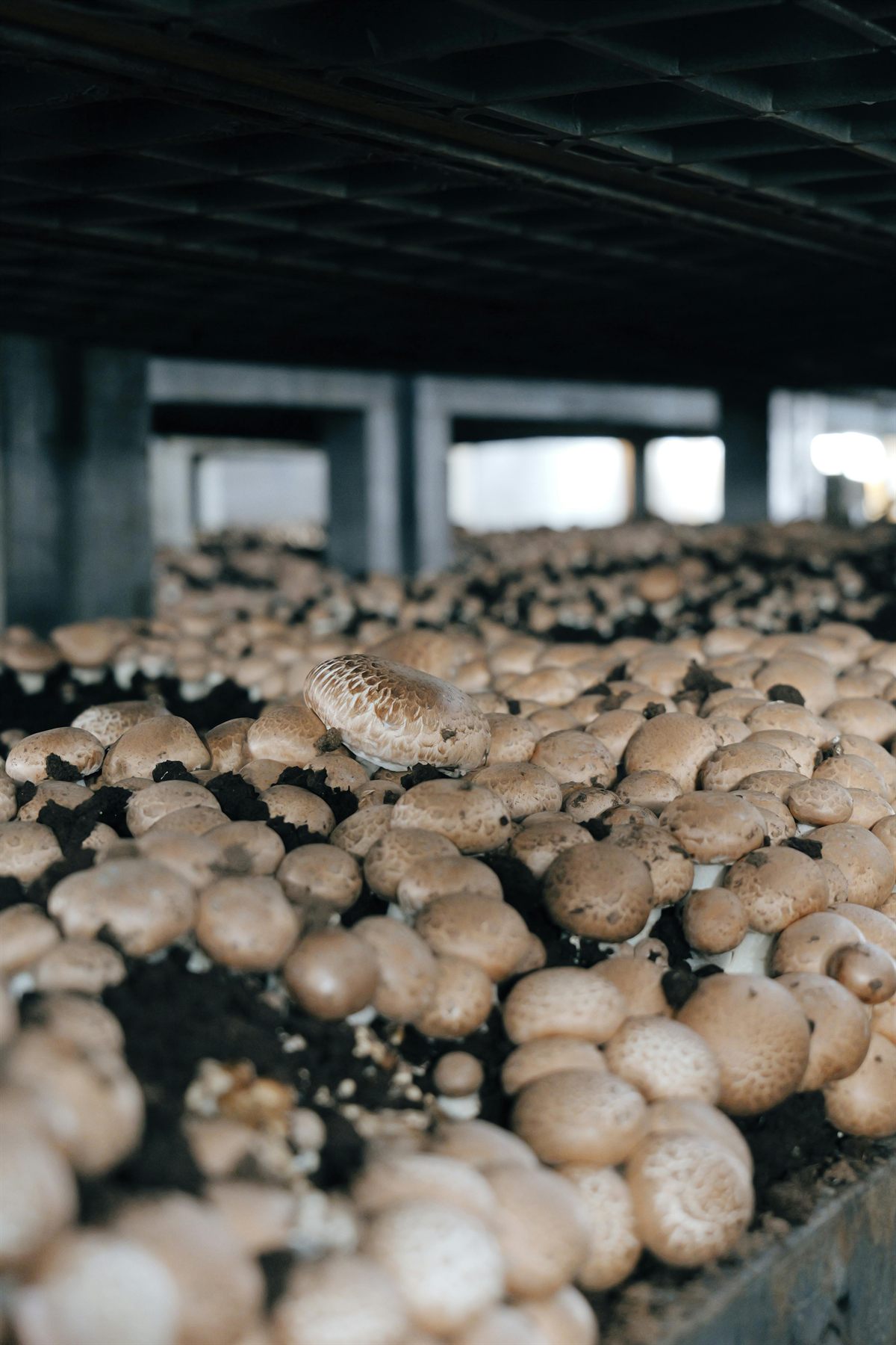 Fresh mushrooms gathered by hand in a cultivation setting