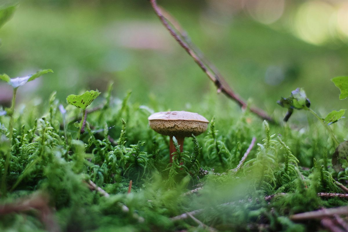 A small woodland mushroom standing in natural forest habitat