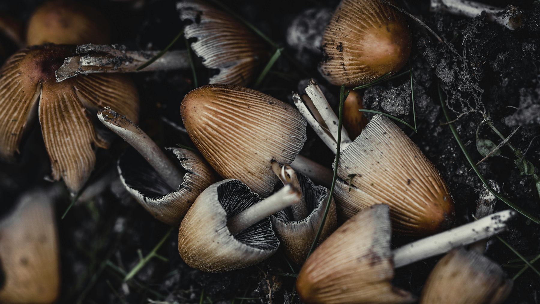 Woodland mushrooms emerging through forest leaves and moss
