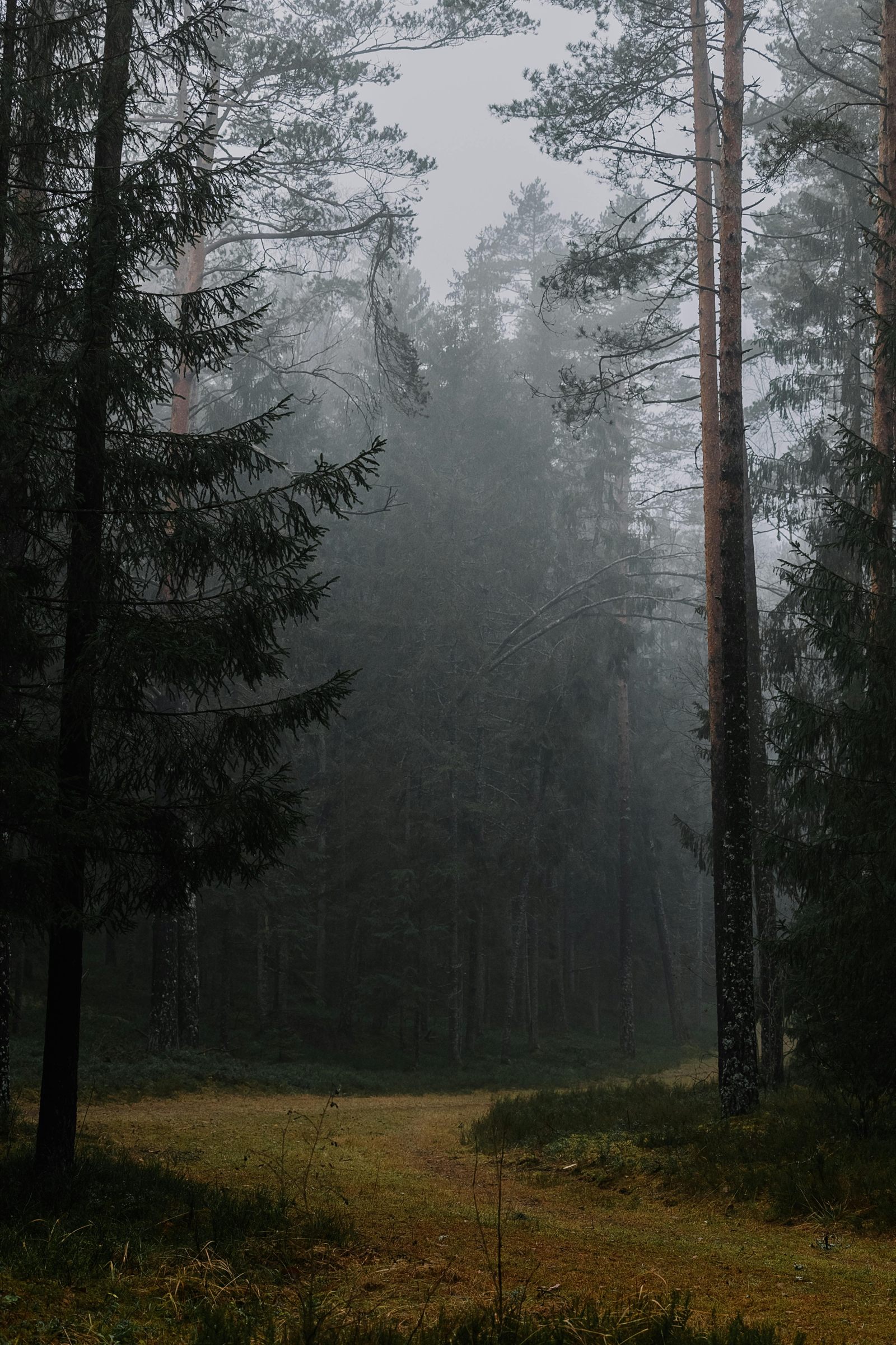 A calm forest path beneath tall trees in soft natural light